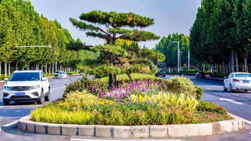 郑东新区 园林绿化精细化管理为城市 增添 幸福色
